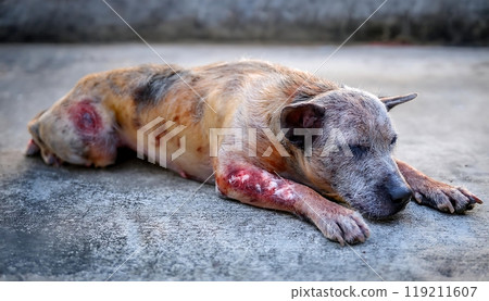 Dog with severe skin condition, possibly mange, covered in scabs and hair loss. Dog with severe skin condition, possibly mange, covered in scabs and hair loss. 119211607