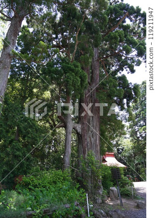 [宮城名取]熊野那智神社境內的杉樹 119211947