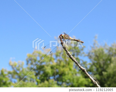 Siberian robin, Akiu 119212005