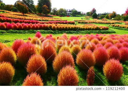 Yuni Garden Kokia 119212400