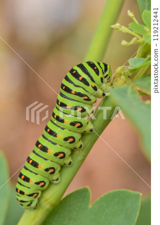 黃鰭金槍魚的幼蟲 119212441