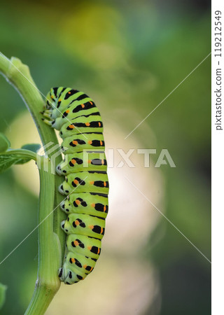 黃鰭金槍魚的幼蟲 黃鰭金槍魚的幼蟲 119212549