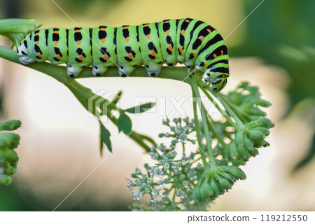 黃鰭金槍魚的幼蟲 黃鰭金槍魚的幼蟲 119212550