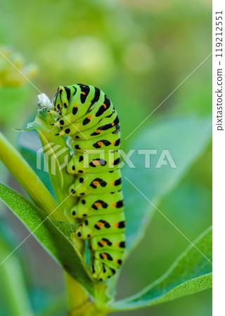 The larva of the yellowfin tuna The larva of the yellowfin tuna 119212551