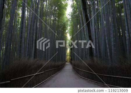 【京都嵯峨野】嵐山竹林小徑 【京都嵯峨野】嵐山竹林小徑 119213009