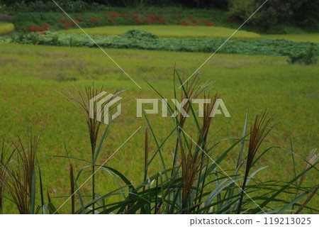 Pampas grass and rural scenery Pampas grass and rural scenery 119213025