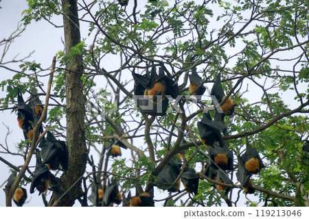 flying fox or big bat 119213046