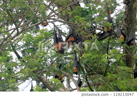 flying fox or big bat flying fox or big bat 119213047