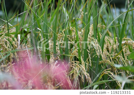 Rice field Rice field 119213331