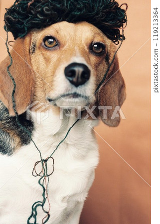 戴著針織帽子的小獵犬 119213364