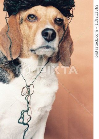 比格犬帶針織帽 2 119213365