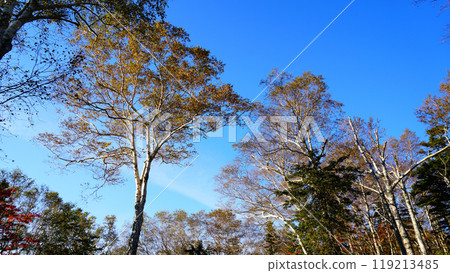 Hokkaido Kurodake autumn leaves 119213485