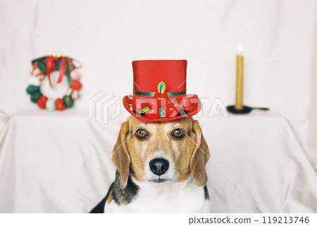 Beagle 4 wearing a Christmas hat 119213746