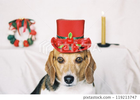 戴著聖誕帽的米格魯犬 5 119213747