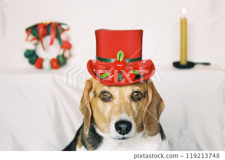 Beagle 6 wearing a Christmas hat 119213748