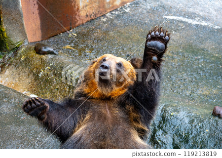 Photos of bears at a bear ranch in Hokkaido 119213819