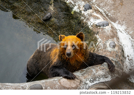 Photos of bears at a bear ranch in Hokkaido Photos of bears at a bear ranch in Hokkaido 119213832