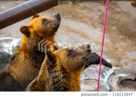 Photos of bears at a bear ranch in Hokkaido Photos of bears at a bear ranch in Hokkaido 119213847