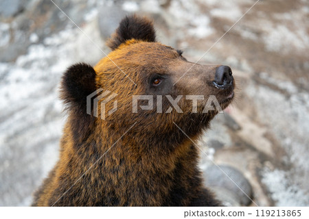 Photos of bears at a bear ranch in Hokkaido Photos of bears at a bear ranch in Hokkaido 119213865