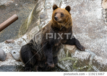 Photos of bears at a bear ranch in Hokkaido Photos of bears at a bear ranch in Hokkaido 119213867