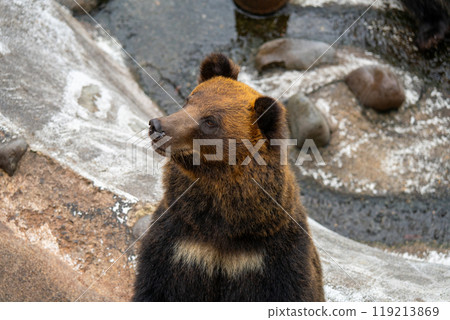 Photos of bears at a bear ranch in Hokkaido 119213869