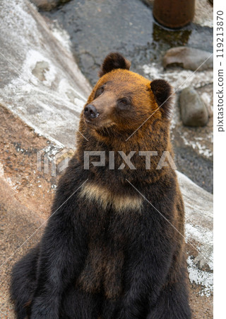 Photos of bears at a bear ranch in Hokkaido 119213870