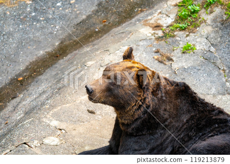 Photos of bears at a bear ranch in Hokkaido 119213879