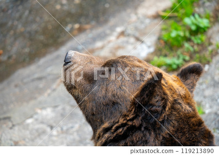 Photos of bears at a bear ranch in Hokkaido Photos of bears at a bear ranch in Hokkaido 119213890