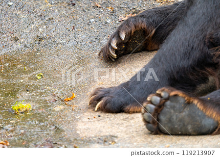 Photos of bears at a bear ranch in Hokkaido Photos of bears at a bear ranch in Hokkaido 119213907