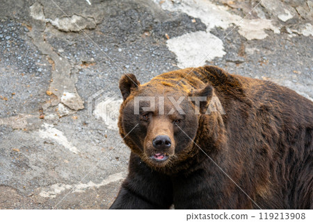 Photos of bears at a bear ranch in Hokkaido 119213908