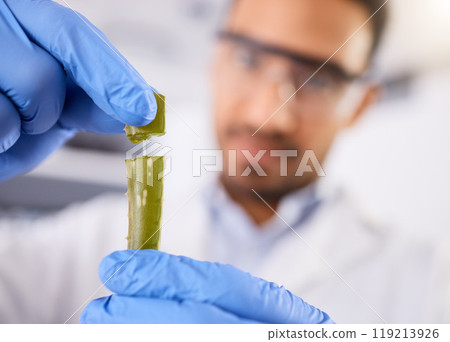 Blur, scientist or hands with plant for research, test and innovation for agriculture study with leaf. Science, lab closeup or expert with aloe vera for natural herbal medicine, pharma or education 119213926
