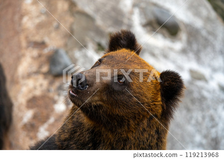 Photos of bears at a bear ranch in Hokkaido 119213968