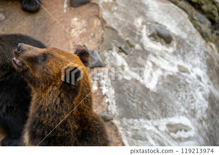 Photos of bears at a bear ranch in Hokkaido 119213974