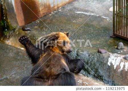 北海道熊農場的熊照片 119213975