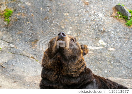 Photos of bears at a bear ranch in Hokkaido Photos of bears at a bear ranch in Hokkaido 119213977