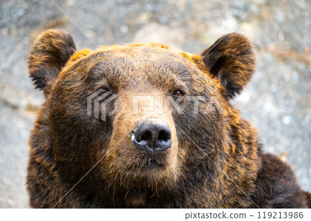 北海道熊農場的熊照片 北海道熊農場的熊照片 119213986