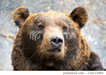 Photos of bears at a bear ranch in Hokkaido Photos of bears at a bear ranch in Hokkaido 119213993