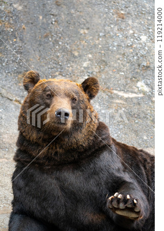 Photos of bears at a bear ranch in Hokkaido Photos of bears at a bear ranch in Hokkaido 119214000