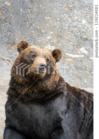 Photos of bears at a bear ranch in Hokkaido 119214001