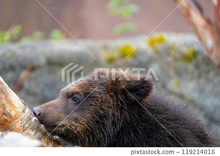Photos of bears at a bear ranch in Hokkaido Photos of bears at a bear ranch in Hokkaido 119214018