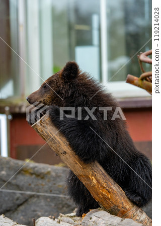 Photos of bears at a bear ranch in Hokkaido 119214028