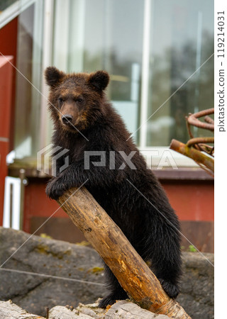Photos of bears at a bear ranch in Hokkaido 119214031