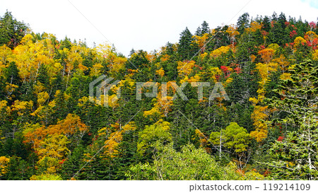 Hokkaido Three Kingdoms Autumn leaves 119214109