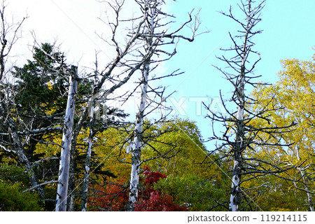 Hokkaido Three Kingdoms Autumn leaves 119214115