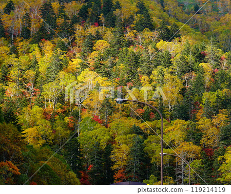 Hokkaido Three Kingdoms Autumn leaves 119214119