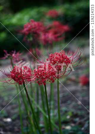 Cluster amaryllis in full bloom Cluster amaryllis in full bloom 119214353