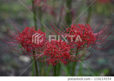 Cluster amaryllis in full bloom 119214354