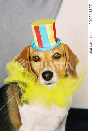 比格犬打扮成小丑 119214397