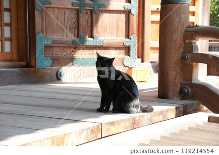 A black cat standing in the main hall of a temple A black cat standing in the main hall of a temple 119214554