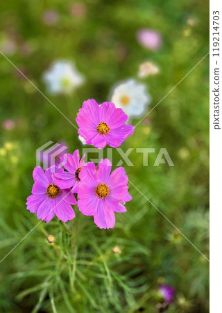 開花在花床上的波斯菊 119214703